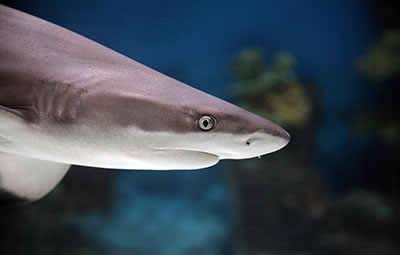 Предки акул перестали видеть цвета полмиллиарда лет назад<br />
              