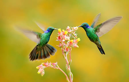 Ученые объяснили радужную окраску перьев колибри<br />
            