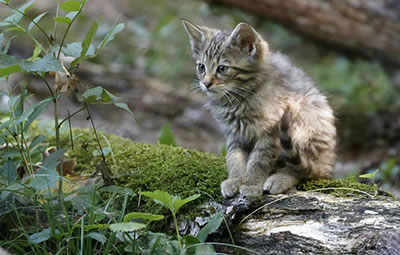 В Швейцарии лесной кот объявлен животным 2020 года<br />
              