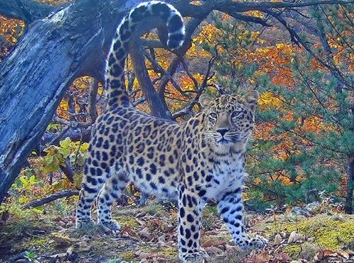Редкие тигры и леопарды принесли нацпарку в Приморье победу в конкурсе фотоловушек<br />
              