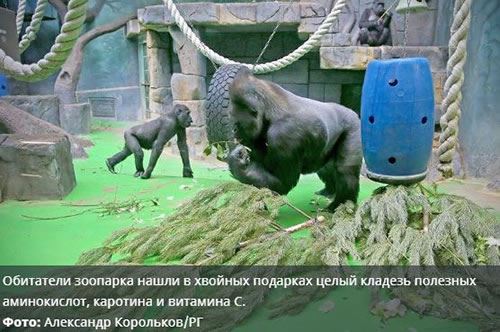 Московский зоопарк начал принимать новогодние елки в качестве корма<br />
            