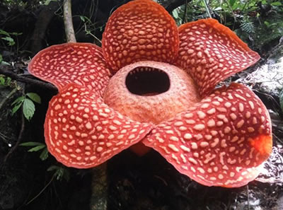 На Суматре найден самый большой в мире цветок-паразит<br />
              