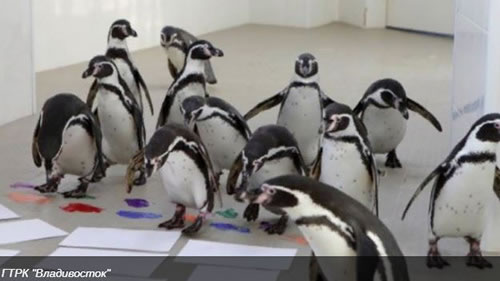 Пингвины освоили технику пальцевой живописи в Приморском океанариуме<br />
            