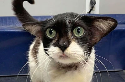 В сети начали борьбу за кошку, похожую на Йоду
              