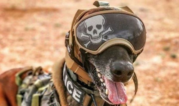 Армия США разработала особую защиту для служебных собак