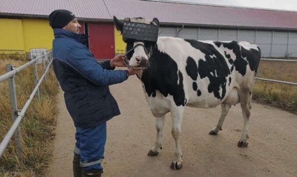 Российские специалисты надели на коров VR-очки, чтобы те давали больше молока