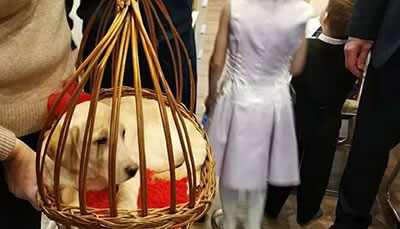 Школьница из Обнинска получила в подарок от Путина щенка ретривера
            