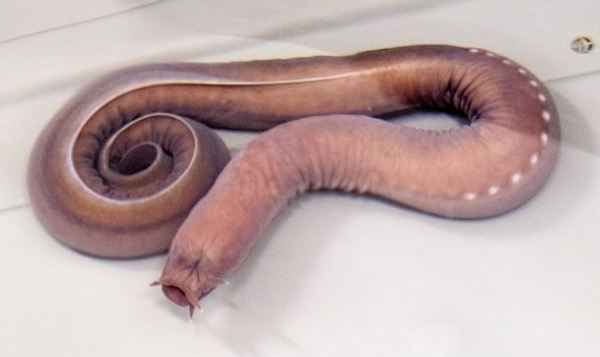 ВМС США собираются бороться с боевыми катерами с помощью слизи