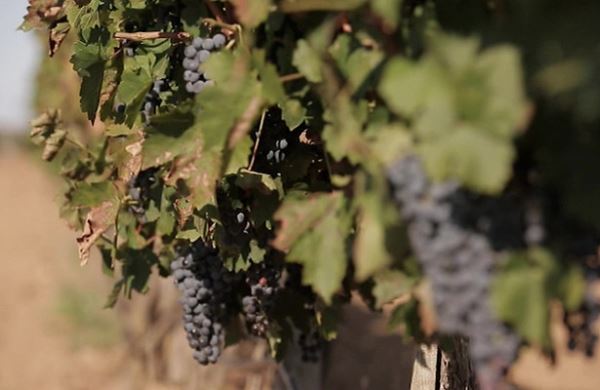 
В России изменились правила производства и реализации вина
