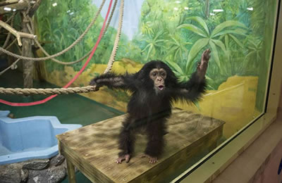 Музыка заставила шимпанзе притопывать и прихлопывать
            