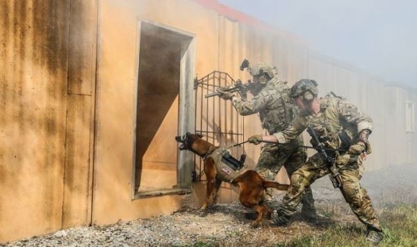 Армия США разработала особую защиту для служебных собак